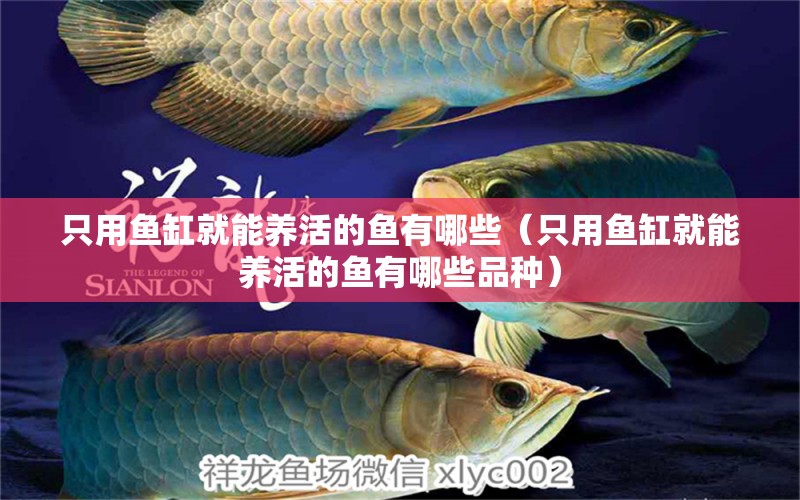 只用魚缸就能養(yǎng)活的魚有哪些（只用魚缸就能養(yǎng)活的魚有哪些品種）