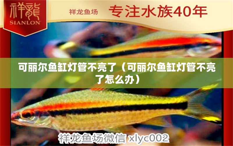 可麗爾魚缸燈管不亮了（可麗爾魚缸燈管不亮了怎么辦） 觀賞魚市場（混養(yǎng)魚）