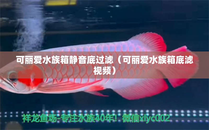 可麗愛水族箱靜音底過濾（可麗愛水族箱底濾視頻） 魚缸/水族箱