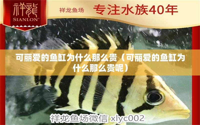 可麗愛的魚缸為什么那么貴（可麗愛的魚缸為什么那么貴呢）