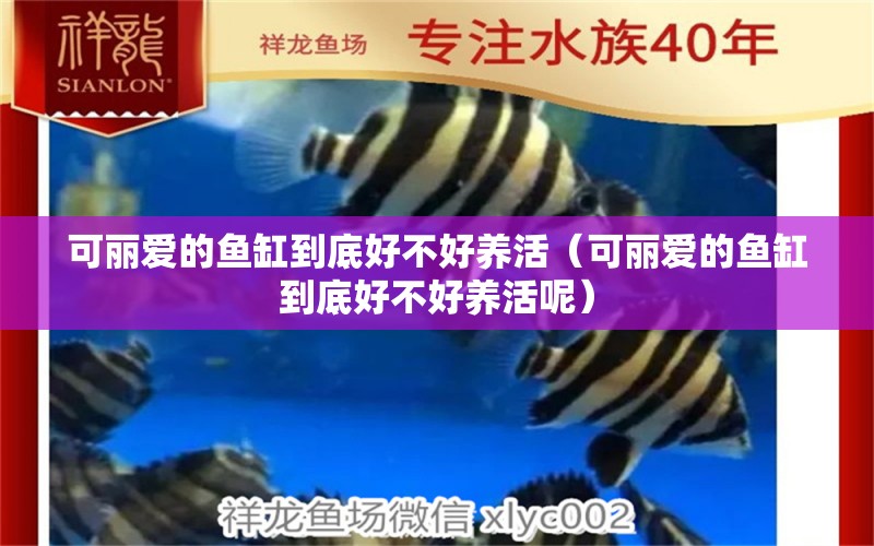 可麗愛的魚缸到底好不好養(yǎng)活（可麗愛的魚缸到底好不好養(yǎng)活呢）