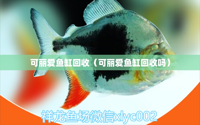 可麗愛魚缸回收（可麗愛魚缸回收嗎）