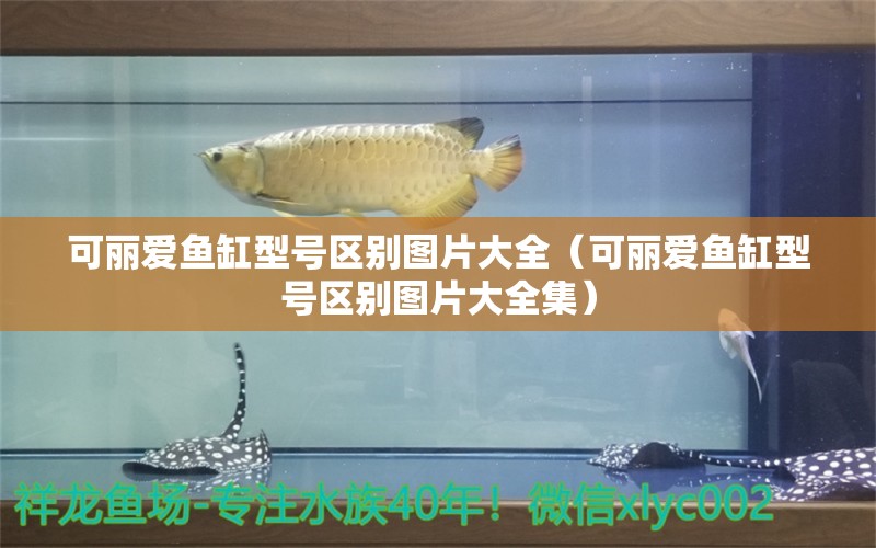 可麗愛(ài)魚缸型號(hào)區(qū)別圖片大全（可麗愛(ài)魚缸型號(hào)區(qū)別圖片大全集） 祥龍魚場(chǎng)