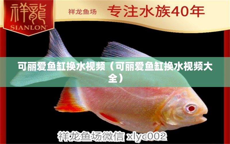 可麗愛魚缸換水視頻（可麗愛魚缸換水視頻大全） 慈雕魚