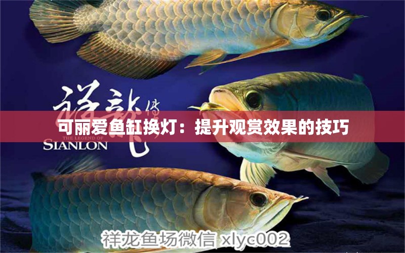 可麗愛魚缸換燈：提升觀賞效果的技巧 球鯊魚