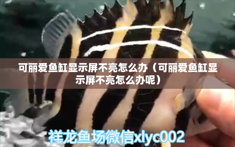 可麗愛魚缸顯示屏不亮怎么辦（可麗愛魚缸顯示屏不亮怎么辦呢） 觀賞魚市場（混養(yǎng)魚）