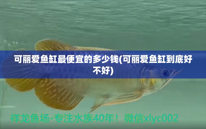 可麗愛魚缸最便宜的多少錢(可麗愛魚缸到底好不好) 巨骨舌魚