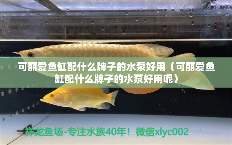 可麗愛魚缸配什么牌子的水泵好用（可麗愛魚缸配什么牌子的水泵好用呢）