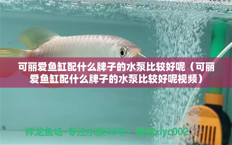 可麗愛(ài)魚(yú)缸配什么牌子的水泵比較好呢（可麗愛(ài)魚(yú)缸配什么牌子的水泵比較好呢視頻）