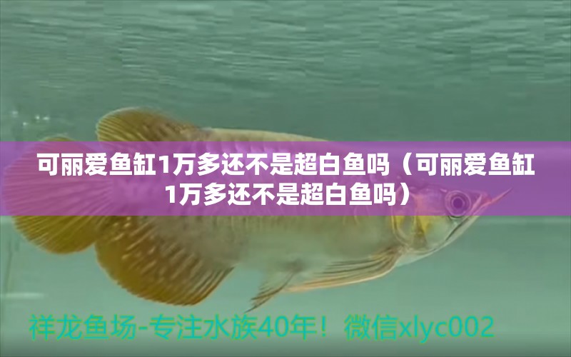 可麗愛魚缸1萬多還不是超白魚嗎（可麗愛魚缸1萬多還不是超白魚嗎）