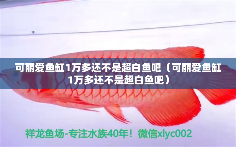 可麗愛魚缸1萬多還不是超白魚吧（可麗愛魚缸1萬多還不是超白魚吧）