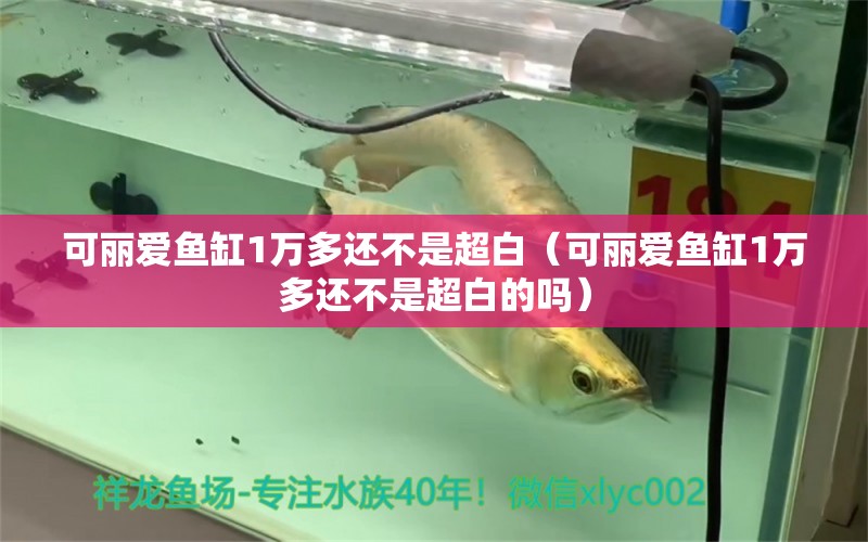 可麗愛魚缸1萬多還不是超白（可麗愛魚缸1萬多還不是超白的嗎） iwish愛唯希品牌魚缸