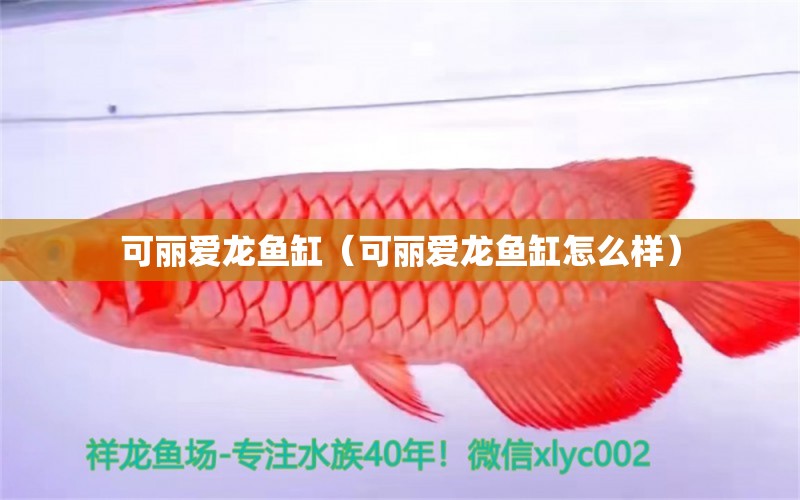 可麗愛龍魚缸（可麗愛龍魚缸怎么樣）