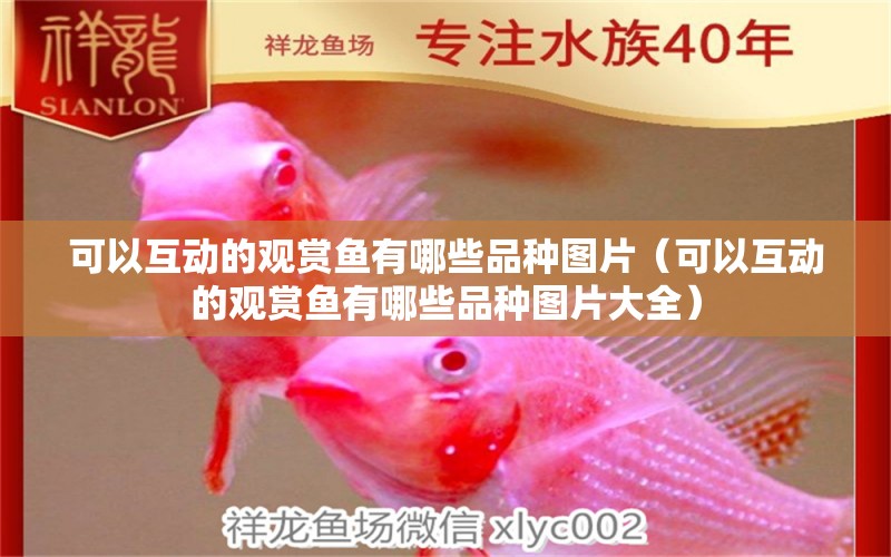 可以互動的觀賞魚有哪些品種圖片（可以互動的觀賞魚有哪些品種圖片大全）