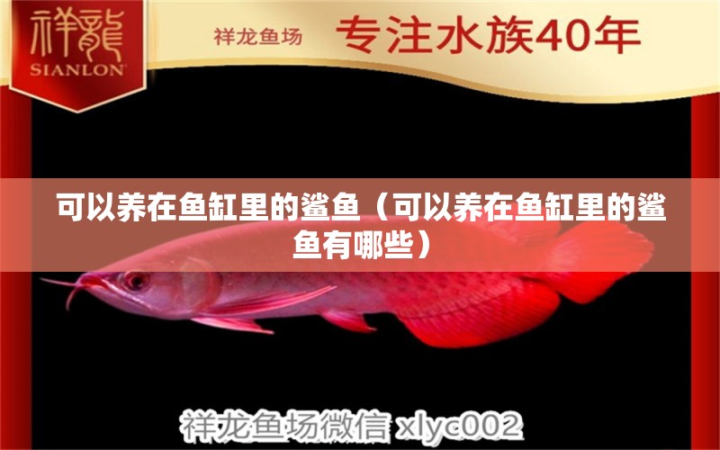 可以養(yǎng)在魚缸里的鯊魚（可以養(yǎng)在魚缸里的鯊魚有哪些）