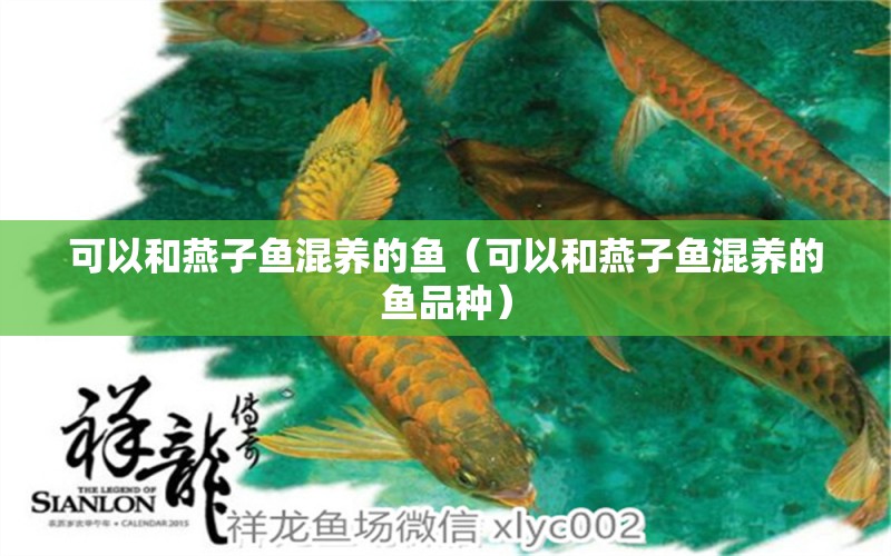 可以和燕子魚混養(yǎng)的魚（可以和燕子魚混養(yǎng)的魚品種） 廣州龍魚批發(fā)市場(chǎng)