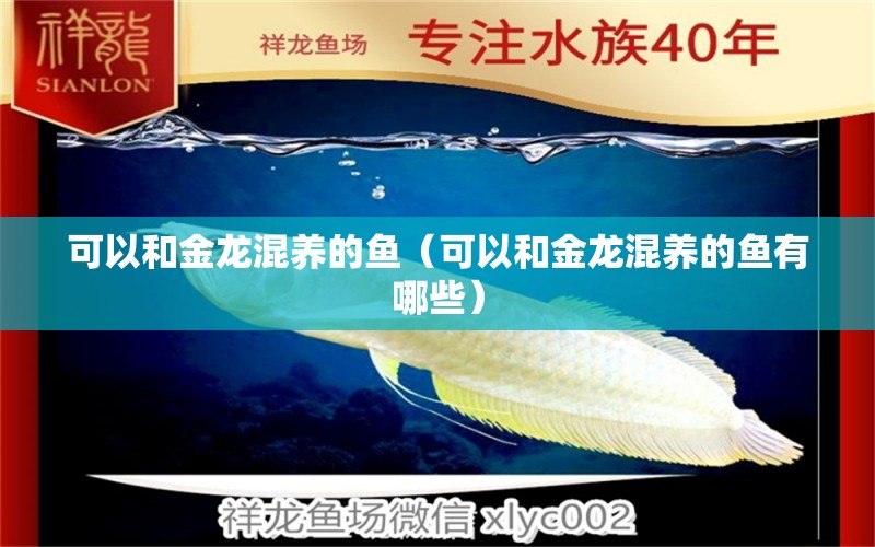 可以和金龍混養(yǎng)的魚（可以和金龍混養(yǎng)的魚有哪些）