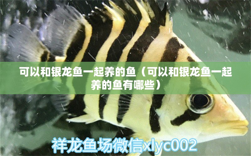 可以和銀龍魚一起養(yǎng)的魚（可以和銀龍魚一起養(yǎng)的魚有哪些） 銀龍魚