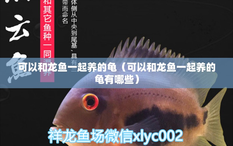 可以和龍魚一起養(yǎng)的龜（可以和龍魚一起養(yǎng)的龜有哪些）