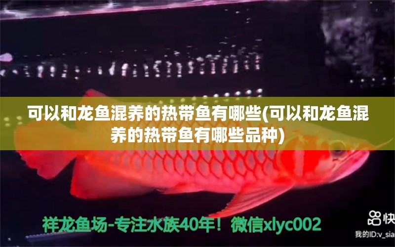 可以和龍魚混養(yǎng)的熱帶魚有哪些(可以和龍魚混養(yǎng)的熱帶魚有哪些品種) 水族雜談