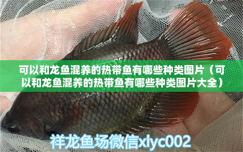 可以和龍魚(yú)混養(yǎng)的熱帶魚(yú)有哪些種類(lèi)圖片（可以和龍魚(yú)混養(yǎng)的熱帶魚(yú)有哪些種類(lèi)圖片大全）