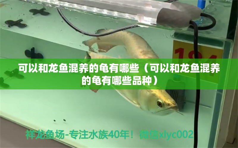 可以和龍魚混養(yǎng)的龜有哪些（可以和龍魚混養(yǎng)的龜有哪些品種） 烏龜