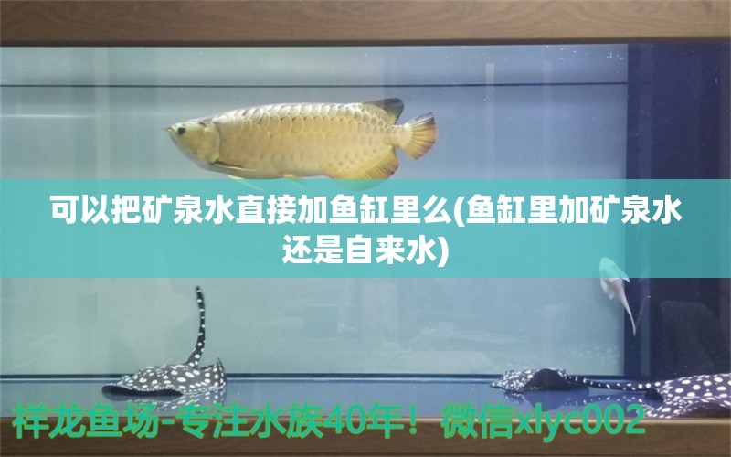 可以把礦泉水直接加魚缸里么(魚缸里加礦泉水還是自來水) 野生地圖魚