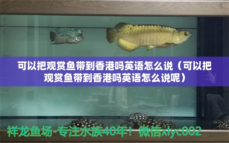 可以把觀賞魚帶到香港嗎英語怎么說（可以把觀賞魚帶到香港嗎英語怎么說呢）