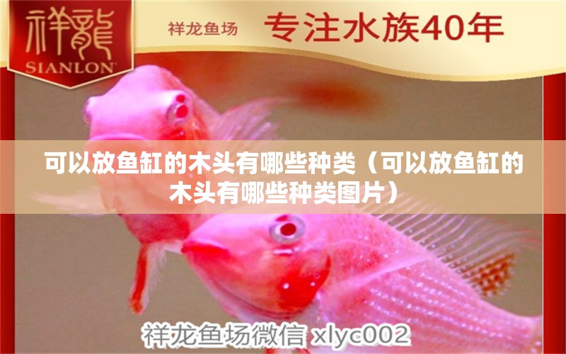 可以放魚(yú)缸的木頭有哪些種類（可以放魚(yú)缸的木頭有哪些種類圖片）