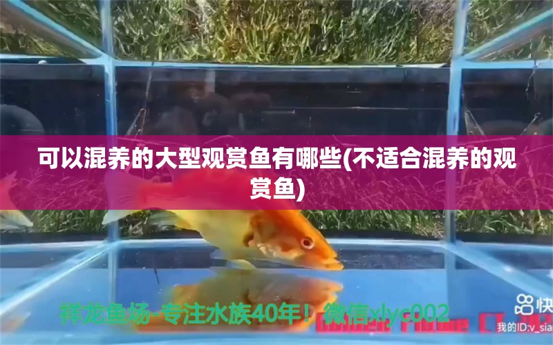 可以混養(yǎng)的大型觀賞魚有哪些(不適合混養(yǎng)的觀賞魚) 水族世界