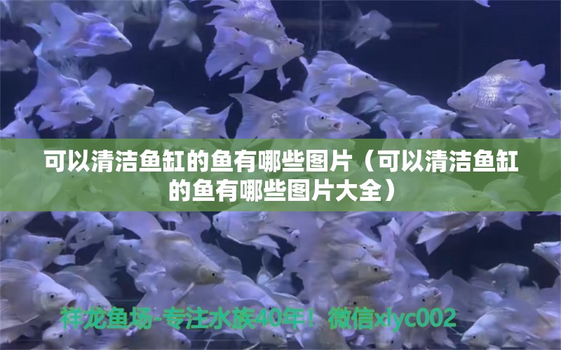 可以清潔魚缸的魚有哪些圖片（可以清潔魚缸的魚有哪些圖片大全）