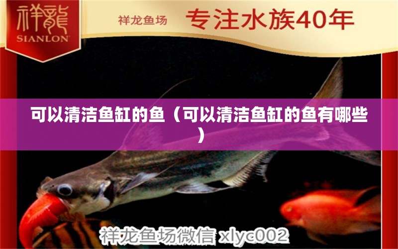 可以清潔魚缸的魚（可以清潔魚缸的魚有哪些）