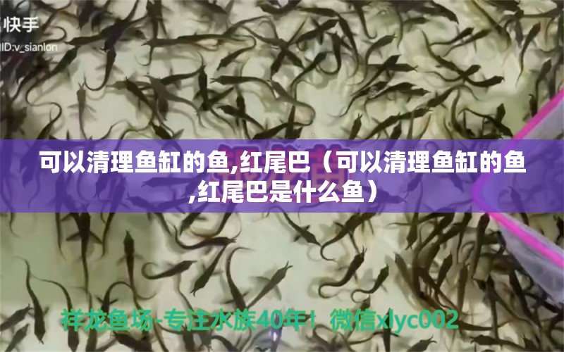 可以清理魚缸的魚,紅尾巴（可以清理魚缸的魚,紅尾巴是什么魚）