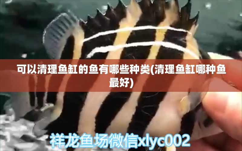 可以清理魚缸的魚有哪些種類(清理魚缸哪種魚最好) 女王大帆魚