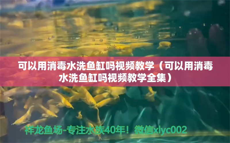 可以用消毒水洗魚缸嗎視頻教學(xué)（可以用消毒水洗魚缸嗎視頻教學(xué)全集）