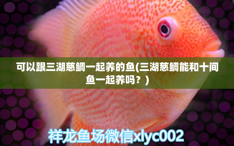 可以跟三湖慈鯛一起養(yǎng)的魚(三湖慈鯛能和十間魚一起養(yǎng)嗎？) 廣州祥龍國際水族貿(mào)易