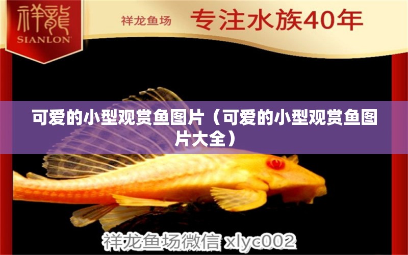 可愛的小型觀賞魚圖片（可愛的小型觀賞魚圖片大全） 小型觀賞魚