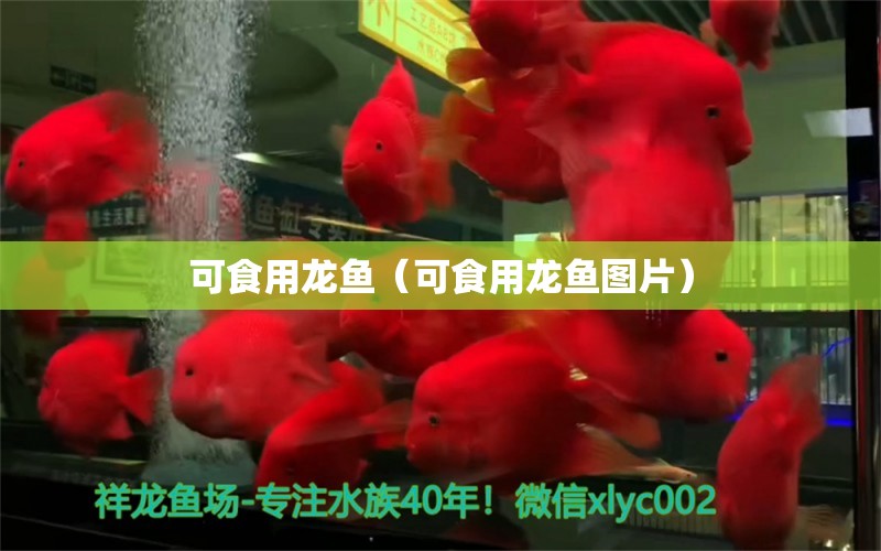 可食用龍魚（可食用龍魚圖片）