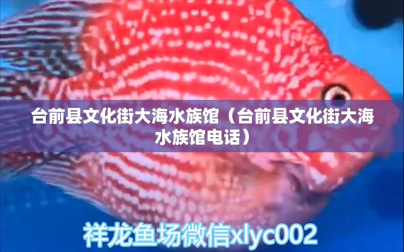 臺前縣文化街大海水族館（臺前縣文化街大海水族館電話） 全國水族館企業(yè)名錄