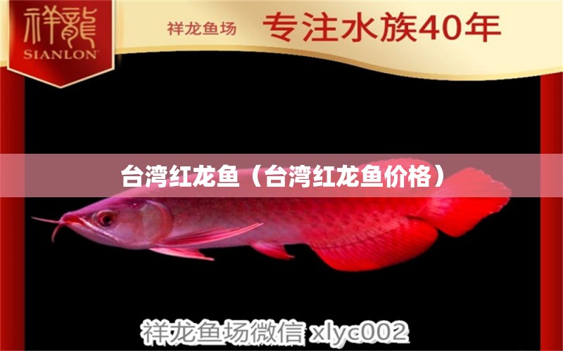 臺灣紅龍魚（臺灣紅龍魚價格） 廣州龍魚批發(fā)市場