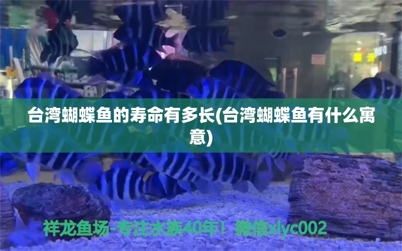 臺灣蝴蝶魚的壽命有多長(臺灣蝴蝶魚有什么寓意) 蝴蝶鯉 第1張