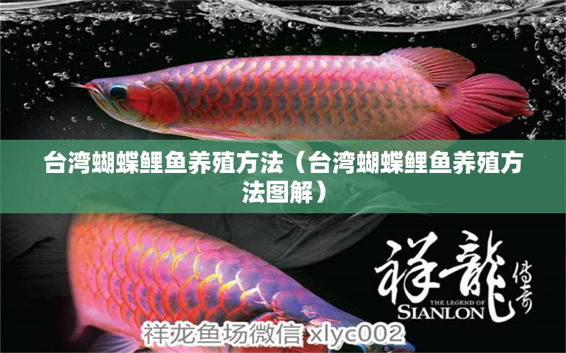 臺灣蝴蝶鯉魚養(yǎng)殖方法（臺灣蝴蝶鯉魚養(yǎng)殖方法圖解） 蝴蝶鯉