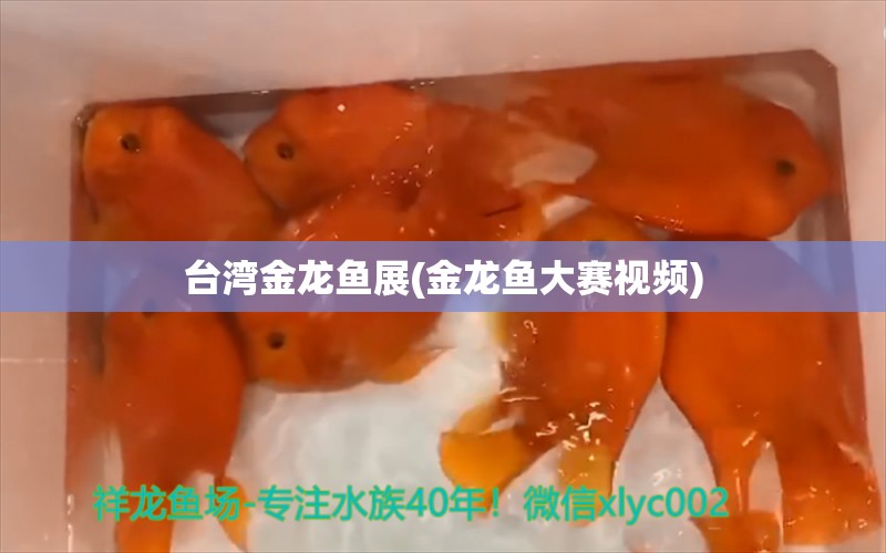 臺灣金龍魚展(金龍魚大賽視頻) 祥龍水族護(hù)理水