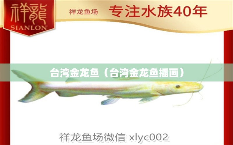 臺灣金龍魚（臺灣金龍魚插畫）