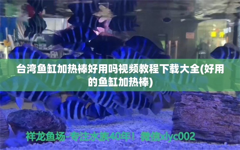 臺灣魚缸加熱棒好用嗎視頻教程下載大全(好用的魚缸加熱棒) 黃金斑馬魚 第1張