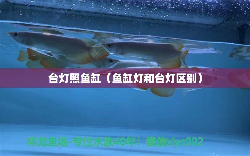 臺燈照魚缸（魚缸燈和臺燈區(qū)別） 觀賞龜/鱉飼料