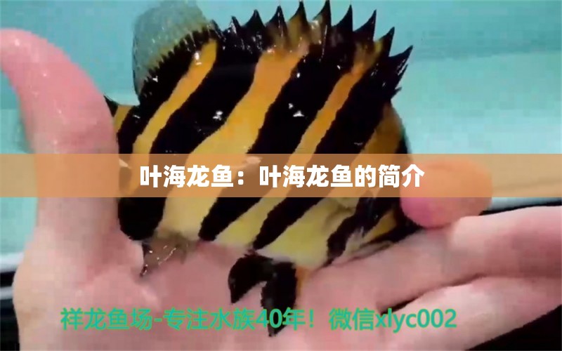 葉海龍魚：葉海龍魚的簡介