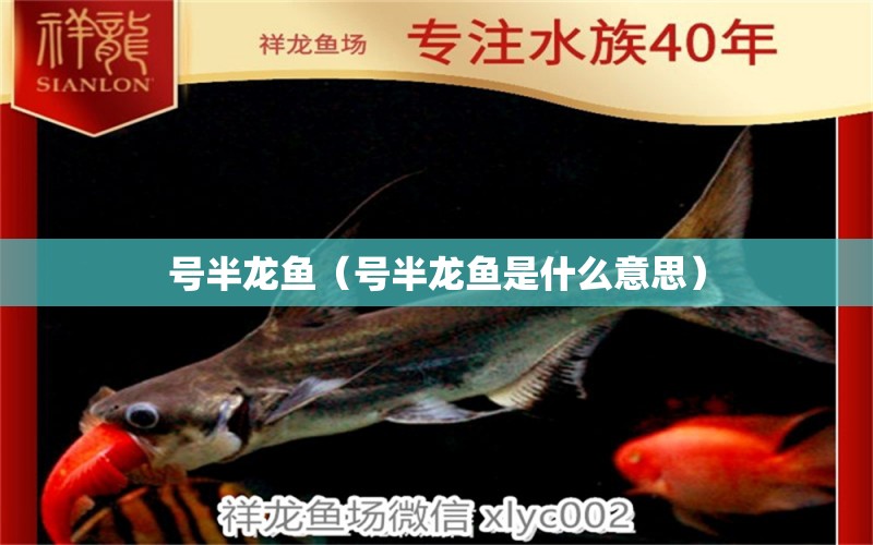 號(hào)半龍魚（號(hào)半龍魚是什么意思） 朱巴利魚苗