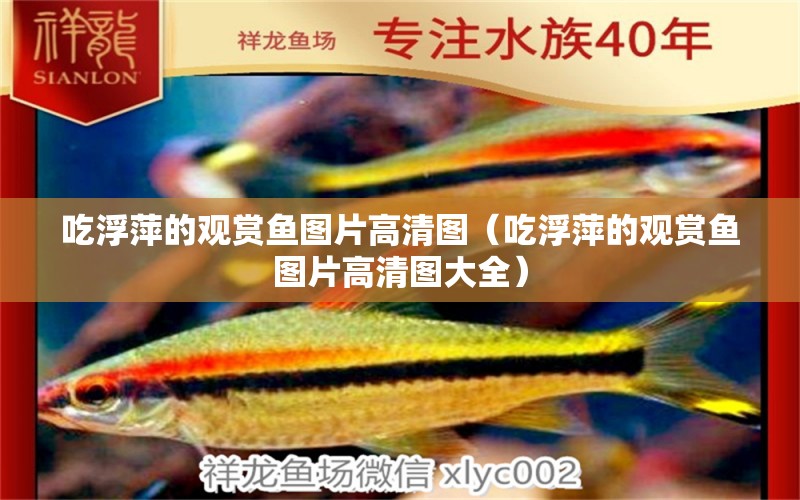 吃浮萍的觀賞魚圖片高清圖（吃浮萍的觀賞魚圖片高清圖大全） 祥龍魚場