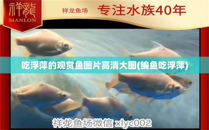 吃浮萍的觀賞魚圖片高清大圖(鳊魚吃浮萍)